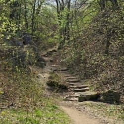 Лісова стежка з кам’яними сходинками в парку Знесіння у Львові